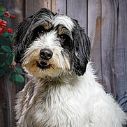 Ukko participe au concours pour gagner de l'argent avec cette photo : adorable, animal, black_and_white, canine, close_up, cute, dog, domestic_animal, flowers, fluffy, friendly, fur, indoors, looking_at_camera, pet, photography, portrait, sitting, studio, wooden_background