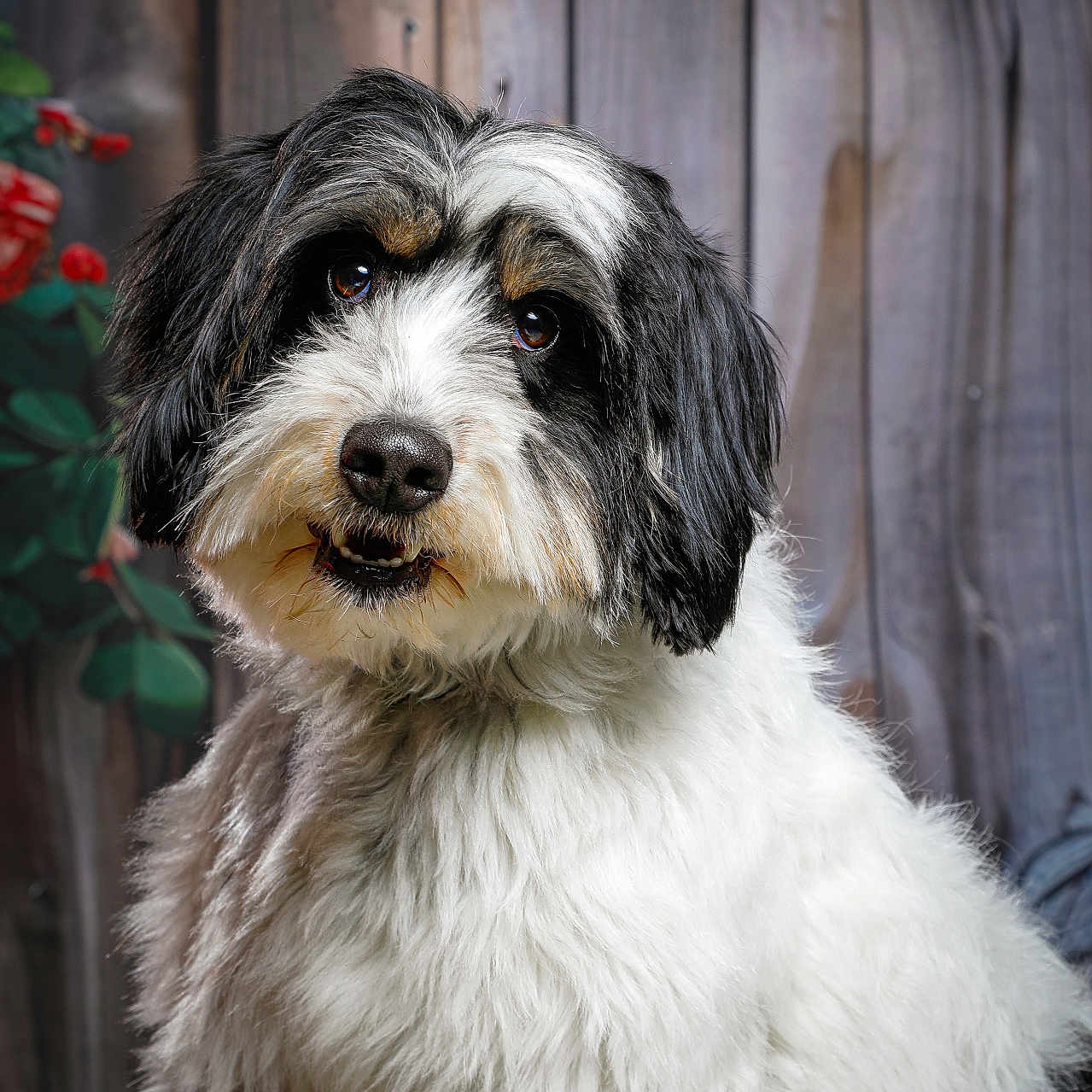 Ukko participe au concours pour gagner de l'argent avec cette photo : adorable, animal, black_and_white, canine, close_up, cute, dog, domestic_animal, flowers, fluffy, friendly, fur, indoors, looking_at_camera, pet, photography, portrait, sitting, studio, wooden_background
