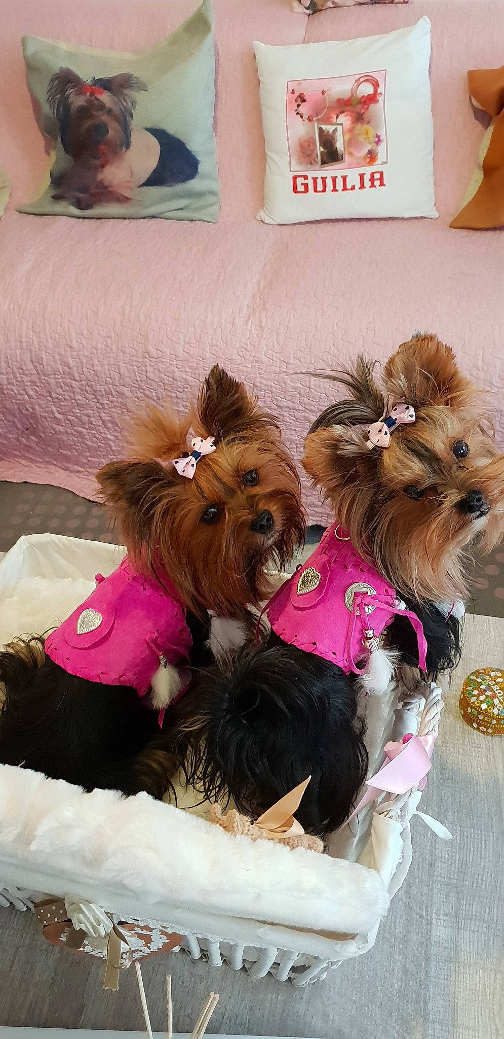 Nolly De Schaarm participe au concours pour gagner de l'argent avec cette photo : australian_silky_terrier, biewer_terrier, canidae, carnivore, chinese_imperial_dog, companion_dog, dog, dog_breed, dog_clothes, dog_supply, mammal, morkie, puppy, puppy_love, rare_breed_dog, small_terrier, terrier, toy_dog, yorkshire_terrier