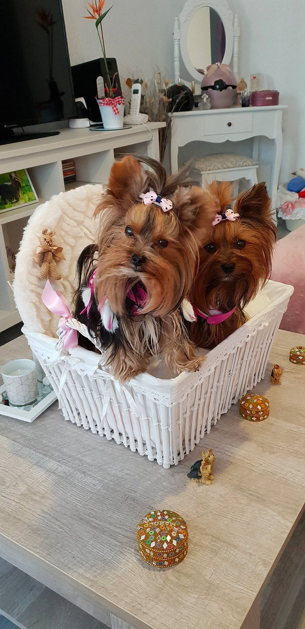 Nolly De Schaarm participe au concours pour gagner de l'argent avec cette photo : australian_silky_terrier, australian_terrier, biewer_terrier, cairn_terrier, canidae, carnivore, companion_dog, dog, dog_breed, liver, mammal, morkie, norwich_terrier, puppy, rare_breed_dog, small_terrier, terrier, toy_dog, yorkipoo, yorkshire_terrier