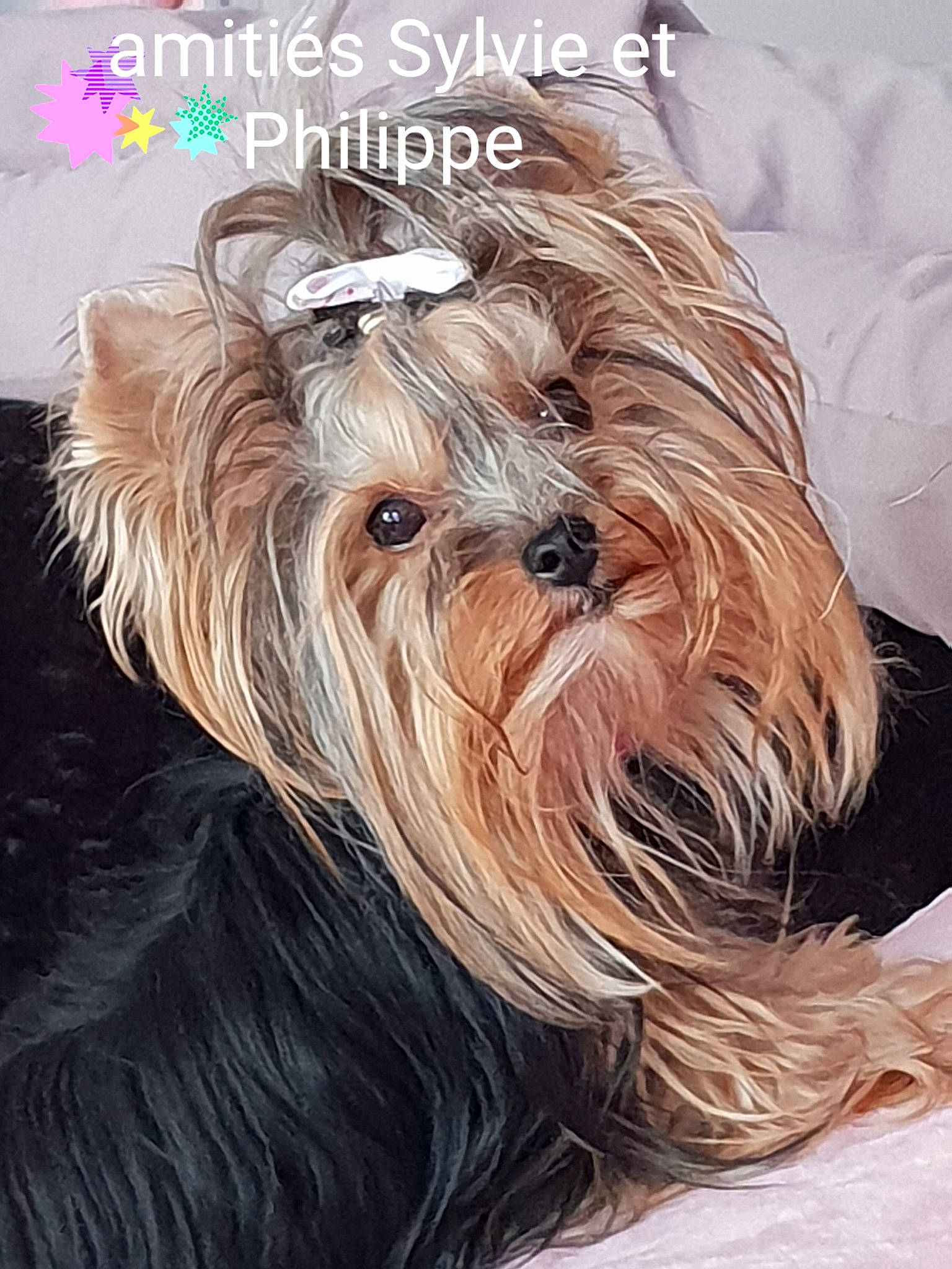 Nolly De Schaarm participe au concours pour gagner de l'argent avec cette photo : australian_silky_terrier, biewer_terrier, canidae, carnivore, chinese_imperial_dog, close_up, companion_dog, dog, dog_breed, mammal, morkie, puppy, rare_breed_dog, small_terrier, snout, terrier, tibetan_terrier, toy_dog, vertebrate, yorkshire_terrier