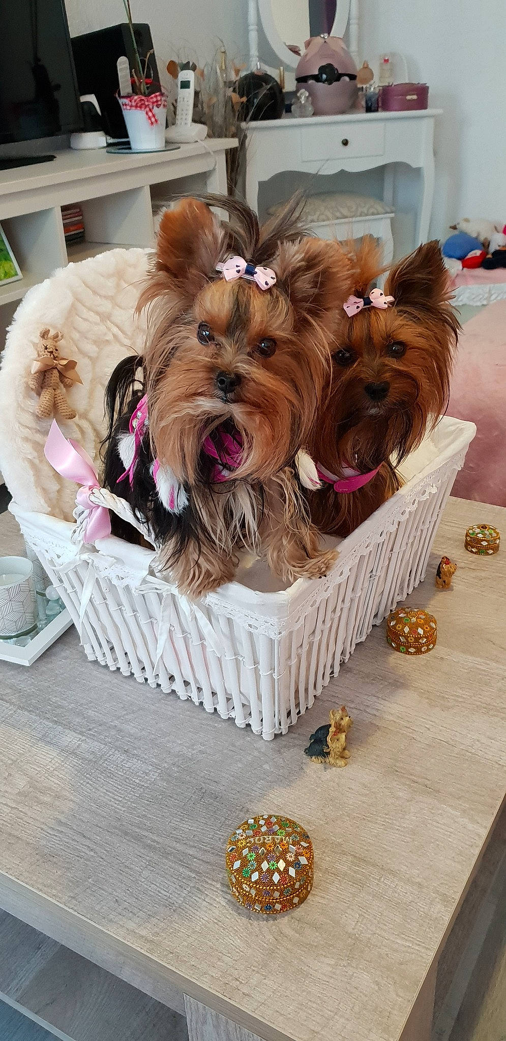 Nolly De Schaarm participe au concours pour gagner de l'argent avec cette photo : australian_silky_terrier, australian_terrier, biewer_terrier, cairn_terrier, canidae, carnivore, companion_dog, dog, dog_breed, liver, mammal, morkie, norwich_terrier, puppy, rare_breed_dog, small_terrier, terrier, toy_dog, yorkipoo, yorkshire_terrier