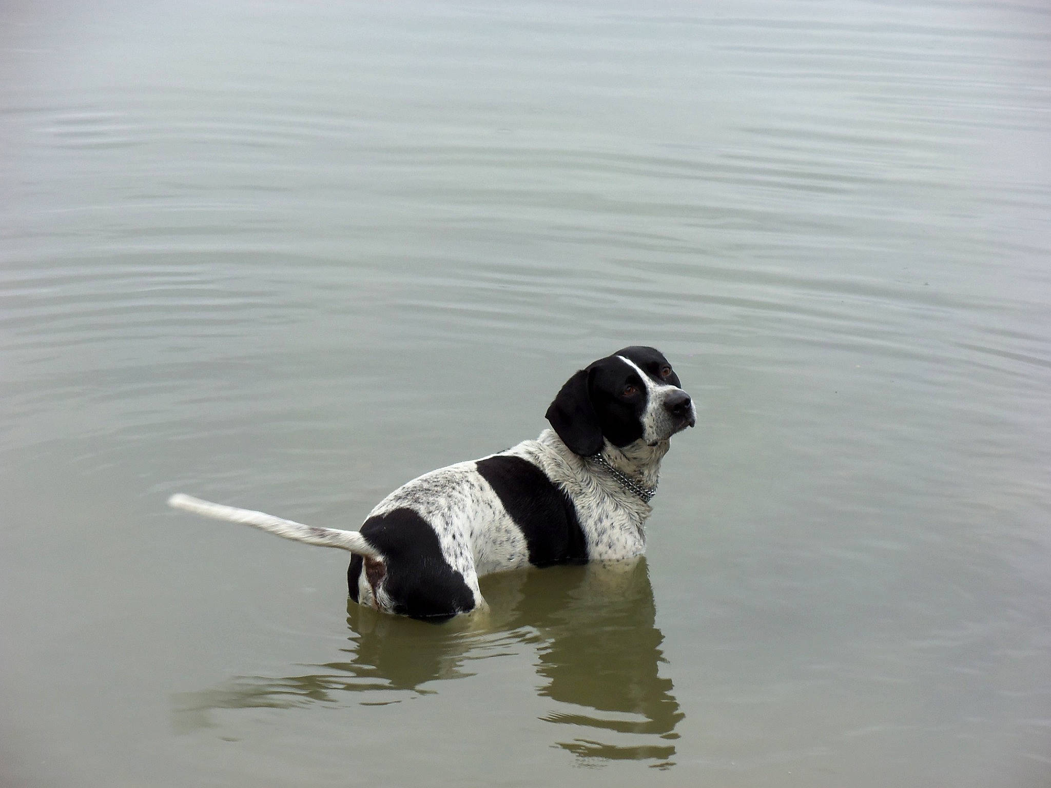 Dumbo participe au concours pour gagner de l'argent avec cette photo : canidae, carnivore, collar, companion_dog, dog, dog_breed, dog_collar, fluid, gun_dog, hunting_dog, lake, liquid, snout, sporting_group, tail, water, water_bird, wind_wave, working_animal, working_dog