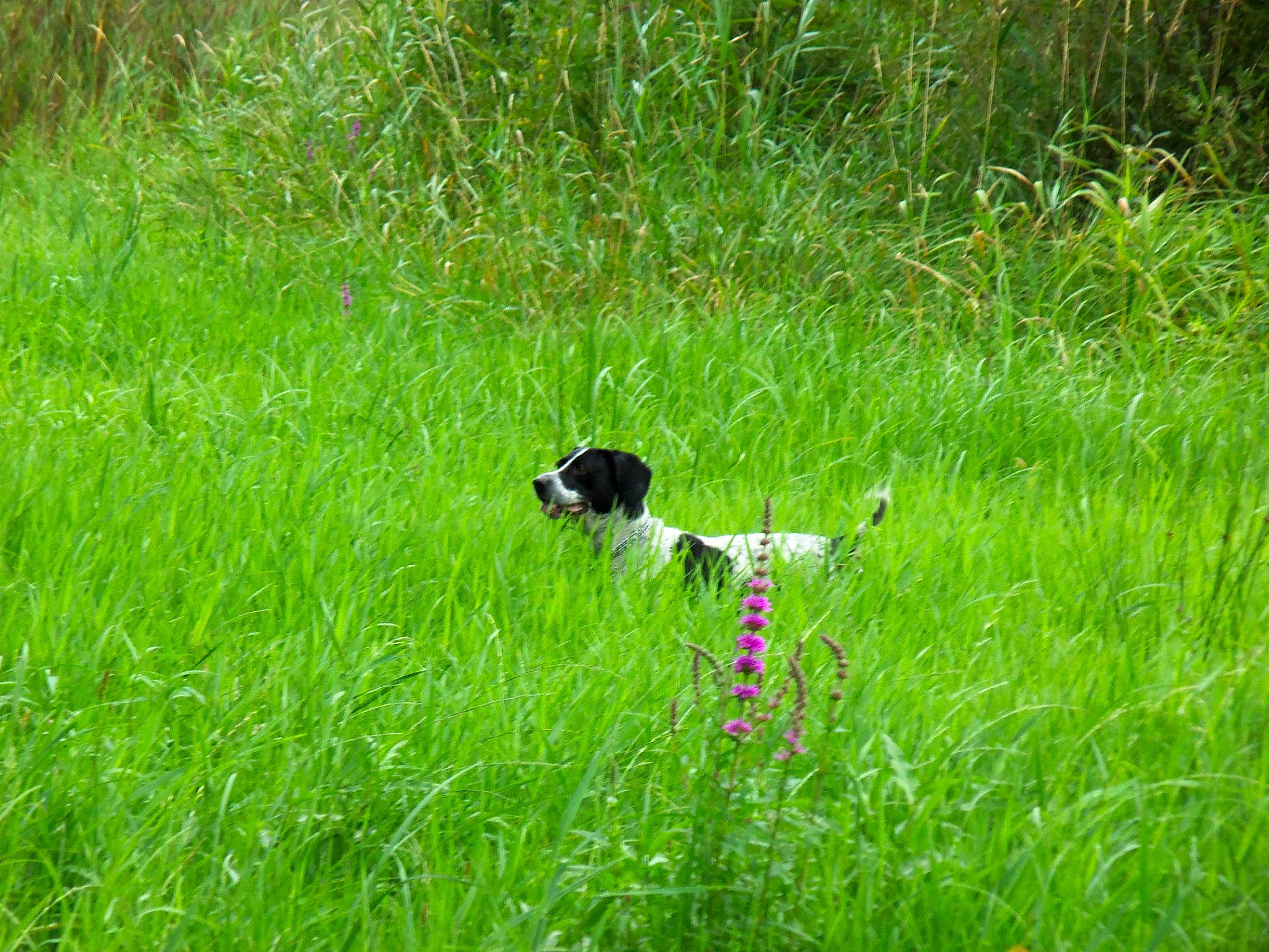 Dumbo participe au concours pour gagner de l'argent avec cette photo : canidae, carnivore, companion_dog, dog, dog_breed, field, flowering_plant, grass, grassland, groundcover, herbaceous_plant, natural_landscape, pasture, plant, prairie, shrub, sporting_group, tail, terrestrial_animal, wildlife