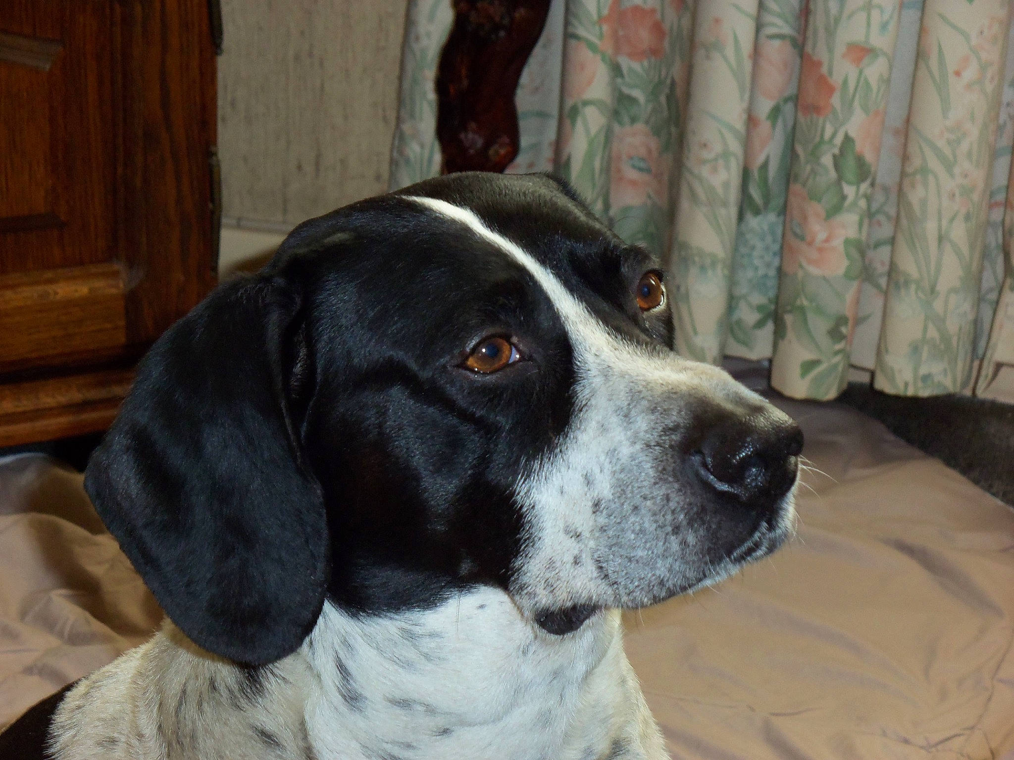 Dumbo a rejoint le concours — aidez-le/la à gagner de superbes lots ! canidae, carnivore, companion_dog, curtain, dog, dog_breed, dog_collar, fur, gun_dog, hardwood, hunting_dog, mat, non_sporting_group, snout, sporting_group, whiskers, wood, wood_stain, working_animal, working_dog