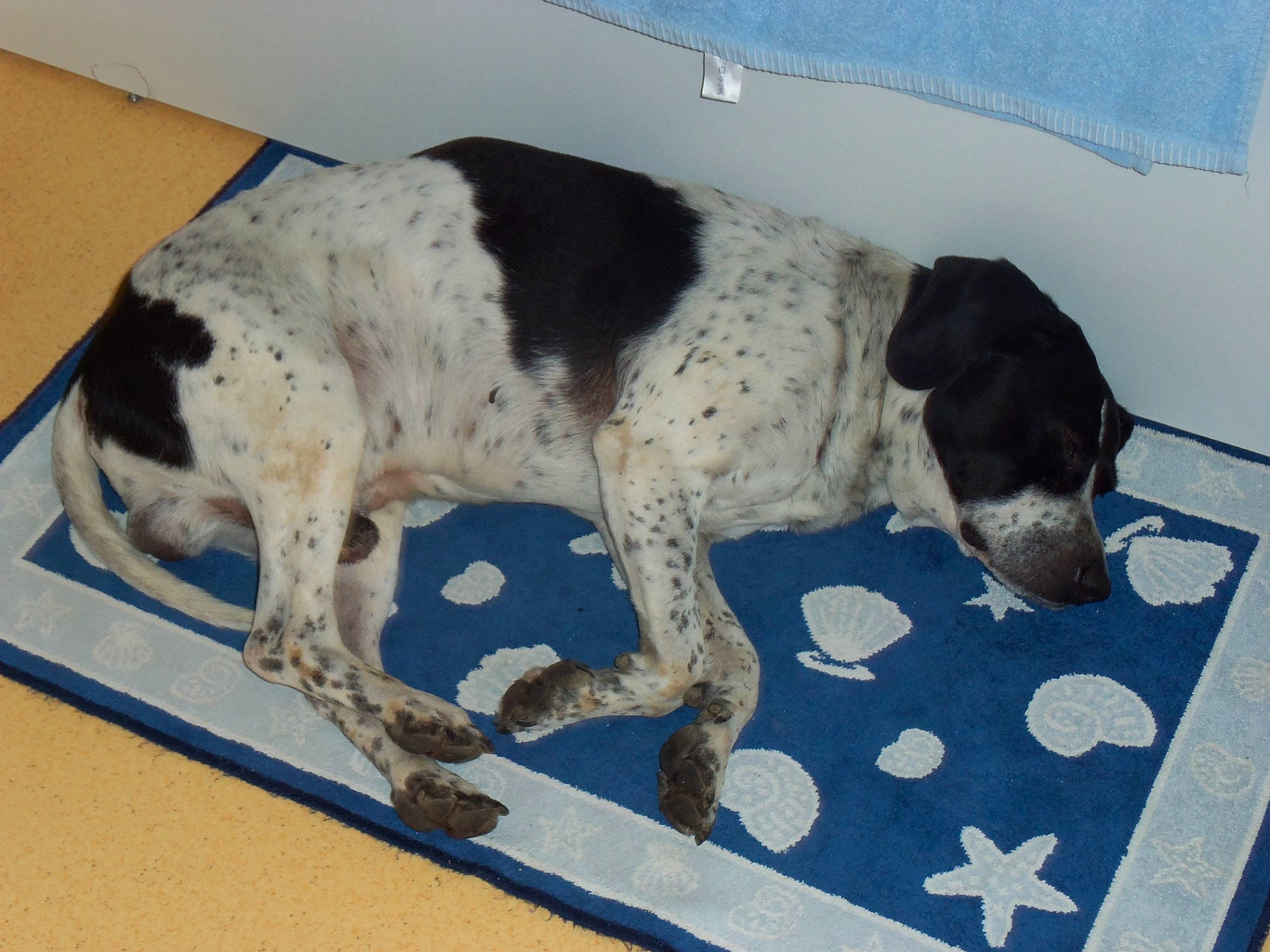 Dumbo a rejoint le concours — aidez-le/la à gagner de superbes lots ! canidae, carnivore, companion_dog, dog, dog_breed, flooring, gun_dog, hunting_dog, non_sporting_group, old_danish_pointer, pattern, rectangle, snout, sporting_group, working_animal, working_dog