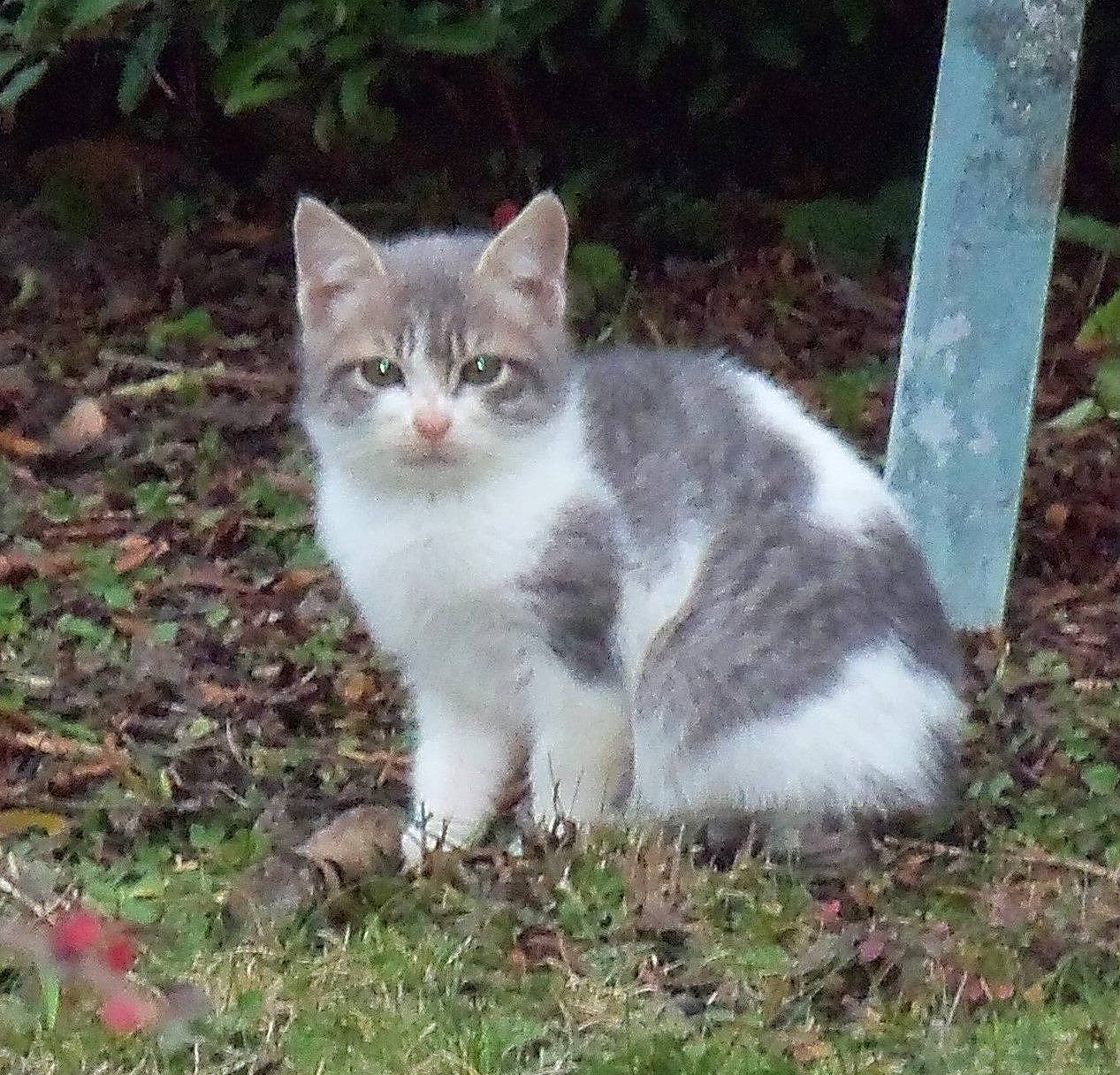 Finette a rejoint le concours — aidez-le/la à gagner de superbes lots ! carnivore, cat, domestic_short_haired_cat, eye, fawn, felidae, fur, grass, groundcover, paw, plant, small_to_medium_sized_cats, snout, tail, terrestrial_animal, tree, whiskers, wildlife