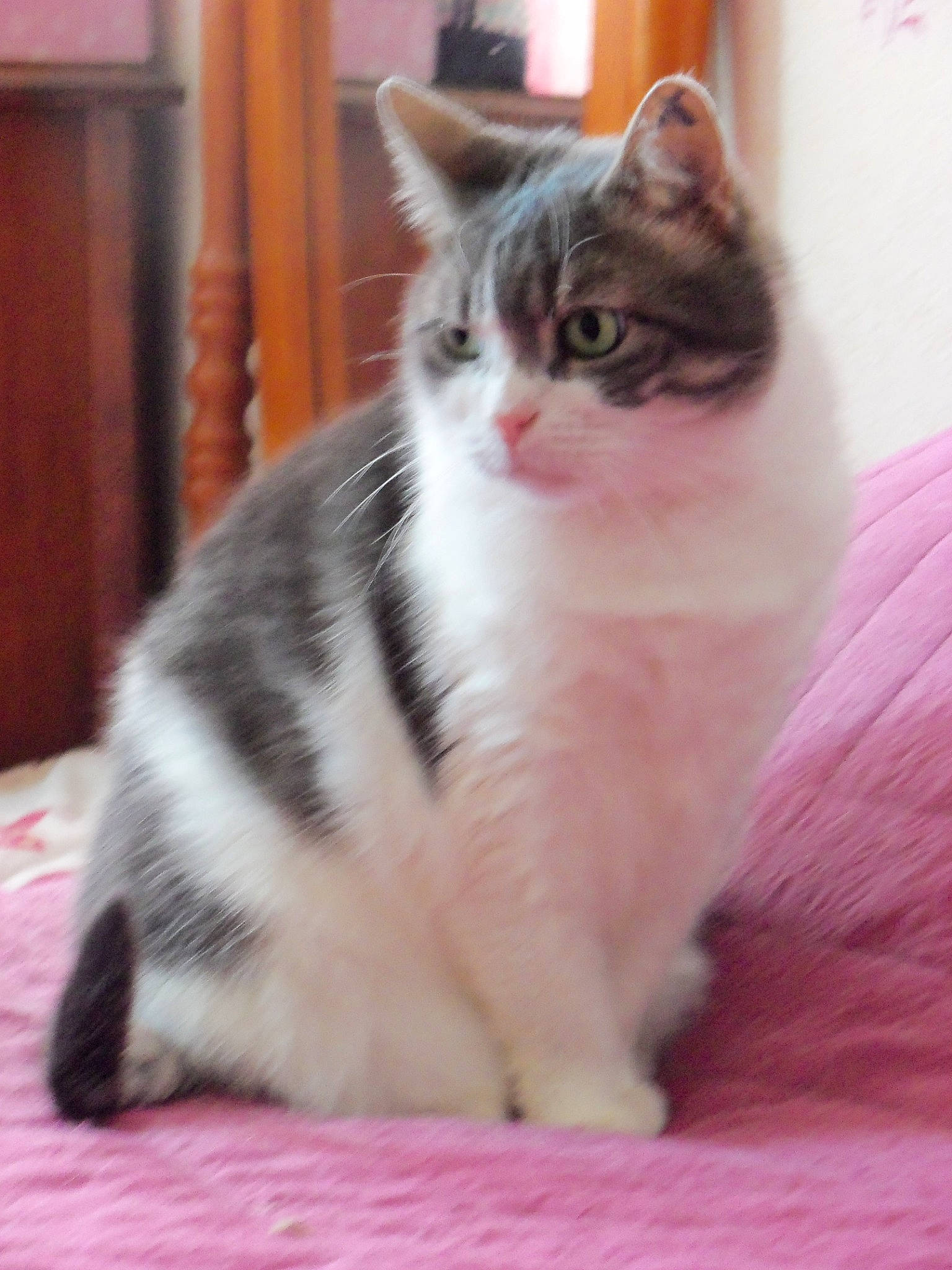 Finette participe au concours pour gagner de l'argent avec cette photo : carnivore, cat, domestic_short_haired_cat, door, felidae, flooring, foot, fur, paw, small_to_medium_sized_cats, tail, whiskers, window, wood