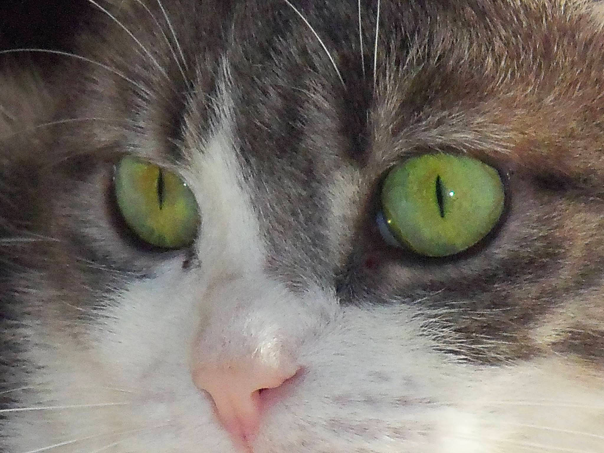 Finette participe au concours pour gagner de l'argent avec cette photo : carnivore, cat, close_up, curious, domestic_short_haired_cat, felidae, fur, small_to_medium_sized_cats, snout, terrestrial_animal, whiskers