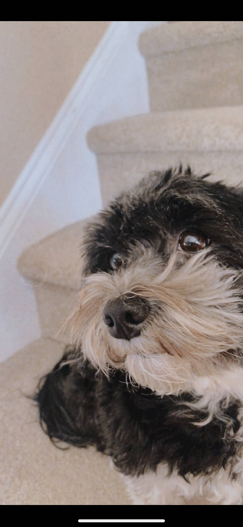 Ellie joined the competition — help win amazing prizes! bolonka, canidae, carnivore, dog, dog_breed, havanese, kyi_leo, mammal, miniature_schnauzer, morkie, puppy, rare_breed_dog, schnauzer, schnoodle, small_terrier, snout, sporting_group, terrier, tibetan_terrier, vertebrate