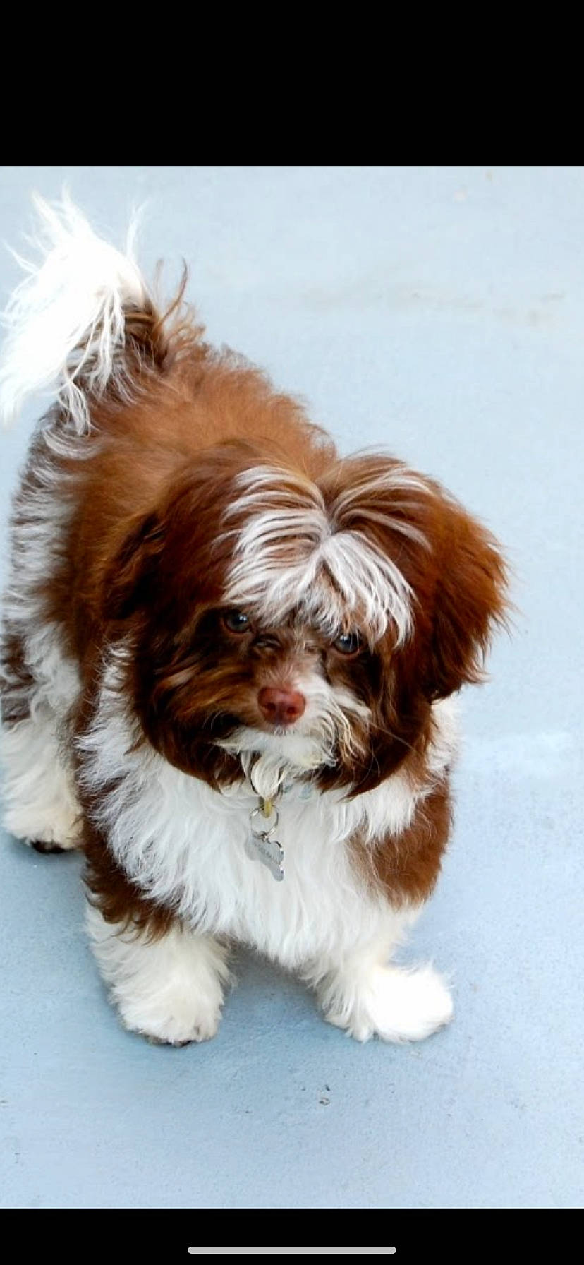 Ludo joined the competition — help win amazing prizes! canidae, carnivore, chinese_imperial_dog, companion_dog, dog, dog_breed, havanese, kyi_leo, lhasa_apso, liver, lowchen, maltepoo, mammal, non_sporting_group, puppy, rare_breed_dog, shih_tzu, sporting_group, toy_dog, vertebrate