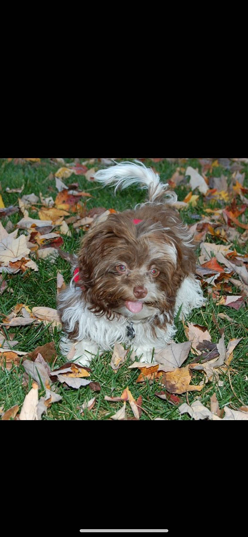 Ludo joined the competition — help win amazing prizes! biewer_terrier, bolonka, canidae, carnivore, chinese_imperial_dog, cockapoo, dog, dog_breed, havanese, lhasa_apso, liver, mammal, puppy, rare_breed_dog, shih_tzu, sporting_group, terrier, toy_dog, vertebrate, wirehaired_pointing_griffon