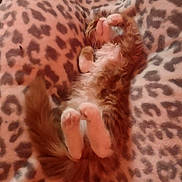 Bean joined the competition — help win amazing prizes! kitten, cat, sleeping, fluffy, orange, white, paws, tail, blanket, leopard_print, cozy, fur, pet, cute, animal, resting, indoor, soft, relaxed, nap
