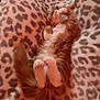 kitten, cat, sleeping, fluffy, orange, white, paws, tail, blanket, leopard_print, cozy, fur, pet, cute, animal, resting, indoor, soft, relaxed, nap