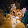 Bean is registered to the contest to win money with this photo: cat, orange_tabby, close_up, wide_eyes, fur, whiskers, ears, pet, animal, indoor, feline, cute, face, looking, blurred, soft_focus, texture, background, resting, domestic_cat
