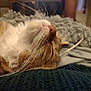 Bean is registered to the contest to win money with this photo: cat, ginger_cat, white_fur, whiskers, close_up, sleeping, cozy, blanket, soft_texture, indoor, pet, feline, relaxed, nose, fur, resting, animal, cute, comfort, warm