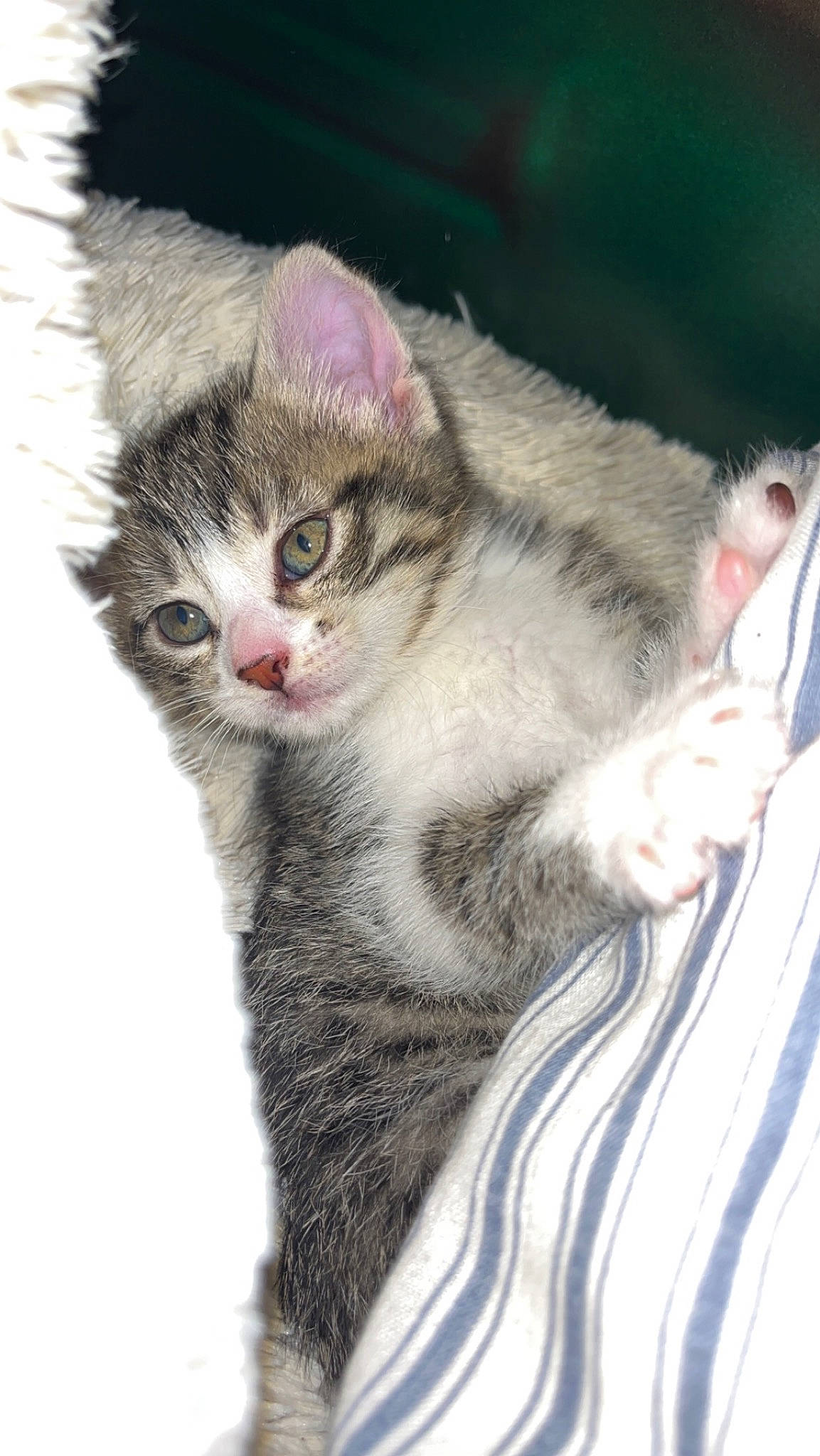 Beauty participe au concours pour gagner de l'argent avec cette photo : carnivore, cat, claw, domestic_short_haired_cat, felidae, fur, paw, small_to_medium_sized_cats, snout, tail, terrestrial_animal, whiskers, wildlife