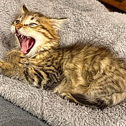 Cookie participe au concours pour gagner de l'argent avec cette photo : animal, blanket, cat, cozy, cute, domestic, feline, fur, indoor, kitten, paws, pet, resting, sleeping, small, soft, tabby, whiskers, yawning, young