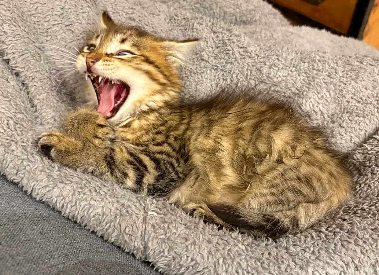 Cookie participe au concours pour gagner de l'argent avec cette photo : animal, blanket, cat, cozy, cute, domestic, feline, fur, indoor, kitten, paws, pet, resting, sleeping, small, soft, tabby, whiskers, yawning, young