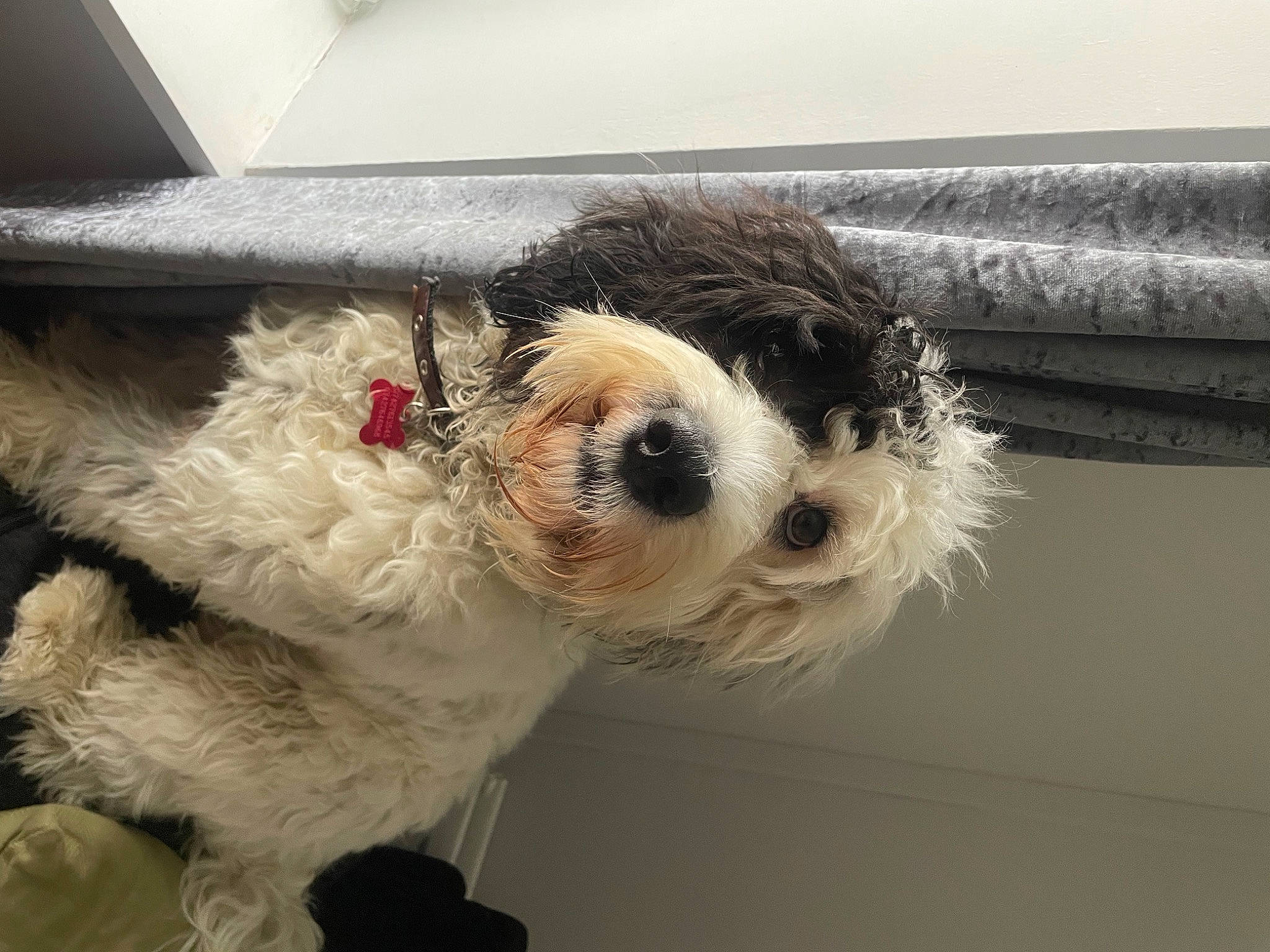 Gus joined the competition — help win amazing prizes! carnivore, collar, companion_dog, dog, dog_breed, dog_collar, dog_supply, eyewear, fur, glasses, goggles, paw, pet_supply, small_terrier, snout, sunglasses, terrier, tie, toy_dog, vision_care