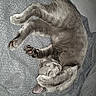 Hoshi participe au concours pour gagner de l'argent avec cette photo : animal, bed, bedroom, blanket, cat, cozy, curled, ears, fur, gray_cat, indoor, lying_down, paws, pet, playful, portrait, relaxed, sleeping, upside_down, whiskers