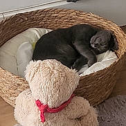 Hoshi participe au concours pour gagner de l'argent avec cette photo :  nap, animal, basket, basket_bed, carpet, cat, cozy, cushion, cute, fluffy, gray_cat, home, indoors, pet, pet_bed, plush_toy, relaxed, sheep_toy, sleeping, wood_floor
