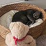  nap, animal, basket, basket_bed, carpet, cat, cozy, cushion, cute, fluffy, gray_cat, home, indoors, pet, pet_bed, plush_toy, relaxed, sheep_toy, sleeping, wood_floor