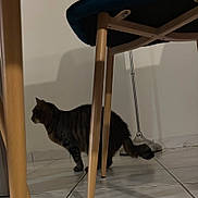 Choupie participe au concours pour gagner de l'argent avec cette photo : abyssinian, animal, barstool, bed, bedroom, blackcat, cat, chair, diningtable, furniture, hardwood, indoors, interiordesign, kitten, manx, pet, plywood, room, table, wood