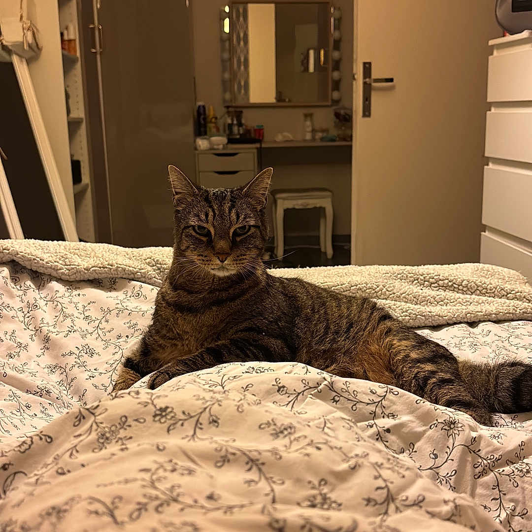 Choupie participe au concours pour gagner de l'argent avec cette photo : accessories, animal, bag, bed, bedroom, blanket, cat, computerhardware, couch, cup, electronics, furniture, handbag, hardware, indoors, interiordesign, monitor, pet, room, screen