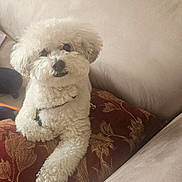 Gianni joined the competition — help win amazing prizes! animal, beige_sofa, companion, cozy, curious, curly_fur, cushion, cute, dog, domestic, fluffy, furniture, indoors, looking, pet, red_cushion, relaxed, resting, sofa, white_dog