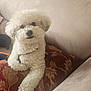 animal, beige_sofa, companion, cozy, curious, curly_fur, cushion, cute, dog, domestic, fluffy, furniture, indoors, looking, pet, red_cushion, relaxed, resting, sofa, white_dog
