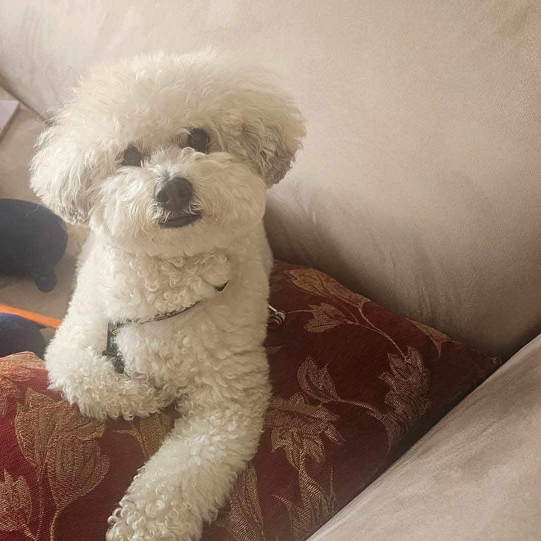 Gianni joined the competition — help win amazing prizes! animal, beige_sofa, companion, cozy, curious, curly_fur, cushion, cute, dog, domestic, fluffy, furniture, indoors, looking, pet, red_cushion, relaxed, resting, sofa, white_dog