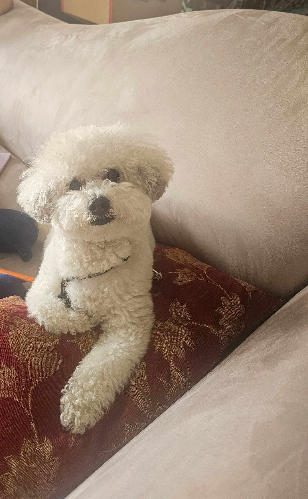 Gianni