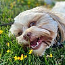 animal, canine, closeup, cute, dog, flowers, fur, grass, greenery, happy, lying_down, mouth_open, nature, outdoor, pet, playful, smiling, summer, sunlight, yellow_flowers