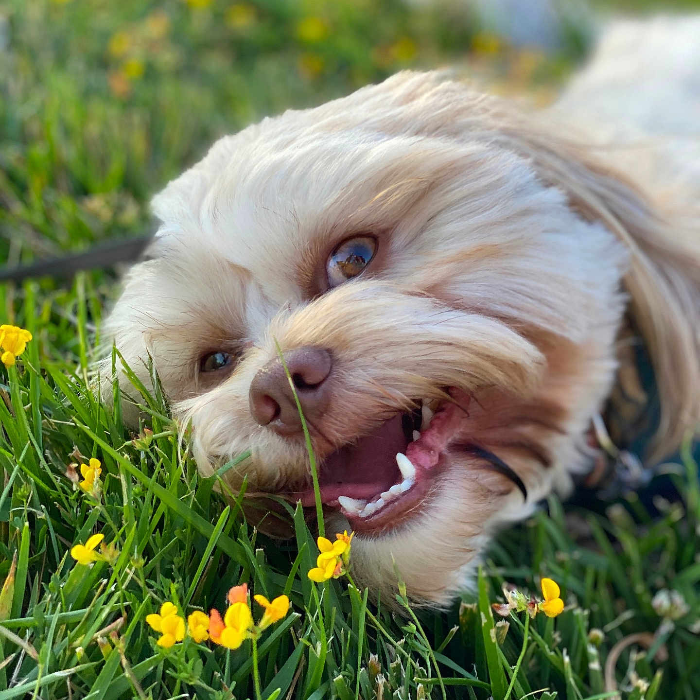 Ziggy