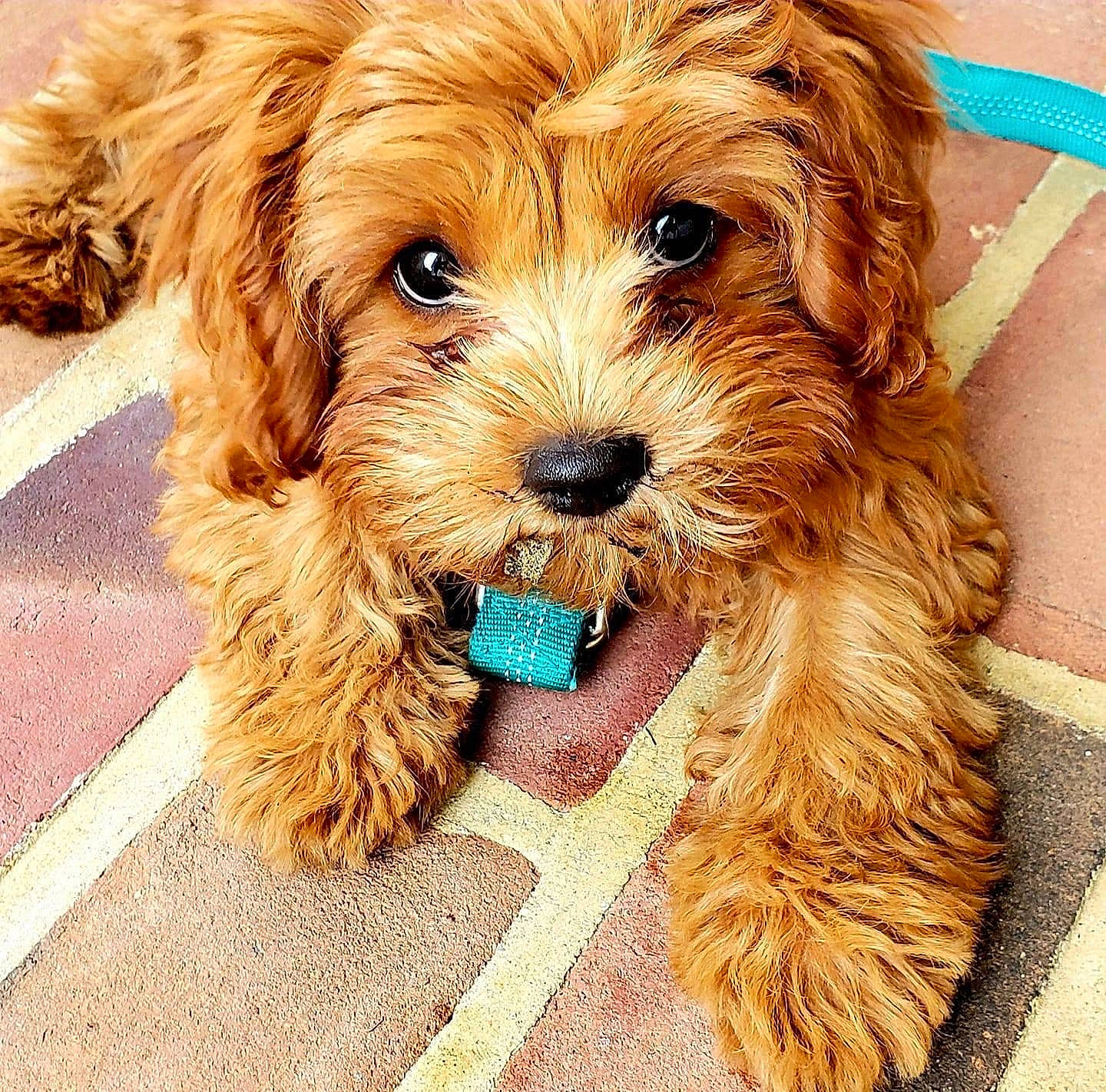 Rylee joined the competition — help win amazing prizes! canidae, carnivore, companion_dog, dog, dog_breed, fur, liver, maltepoo, snout, sporting_group, terrier, toy_dog, water_dog, working_animal, yorkipoo