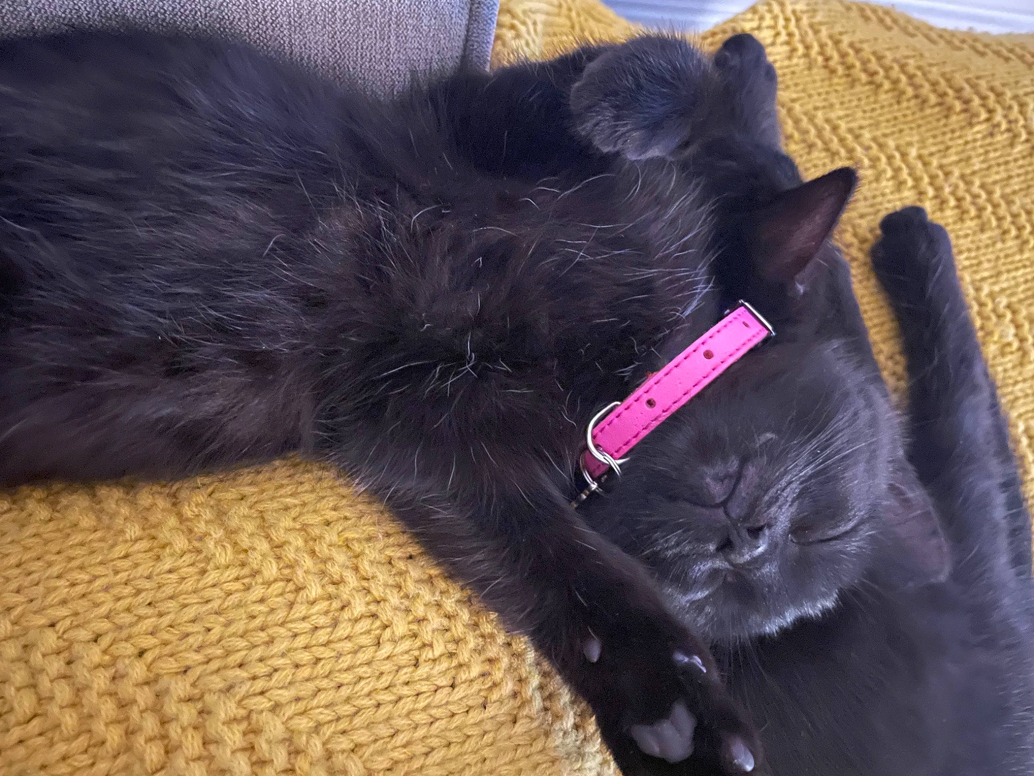 Floss is registered to the contest to win money with this photo: black_cat, bombay, canidae, carnivore, cat, claw, comfort, dog_breed, domestic_short_haired_cat, felidae, fur, magenta, nap, paw, small_to_medium_sized_cats, snout, sporting_group, tail, terrestrial_animal, whiskers