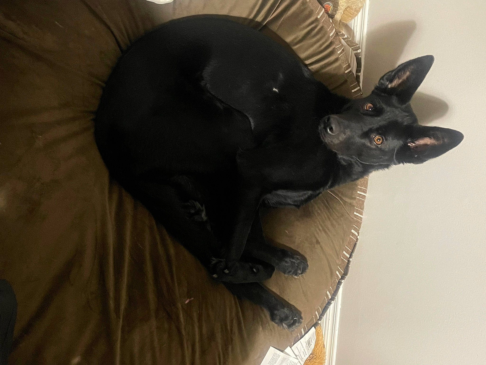 Jaxon is registered to the contest to win money with this photo: black_cat, canidae, carnivore, comfort, costume_hat, dog_breed, domestic_short_haired_cat, ear, fashion_accessory, felidae, fur, non_sporting_group, personal_protective_equipment, sculpture, small_to_medium_sized_cats, sporting_group, tail, whiskers, working_animal