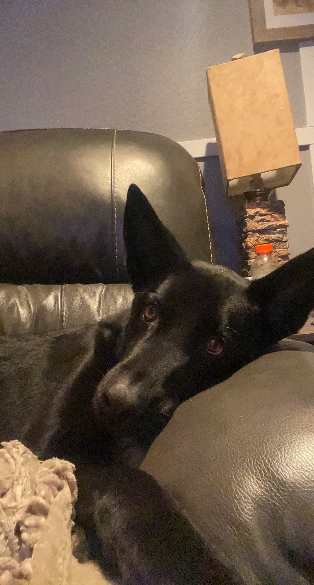 Jaxon joined the competition — help win amazing prizes! box, canidae, carnivore, comfort, companion_dog, couch, dog, dog_breed, flooring, fur, guard_dog, non_sporting_group, room, shipping_box, snout, sporting_group, terrestrial_animal, tints_and_shades, whiskers, working_animal