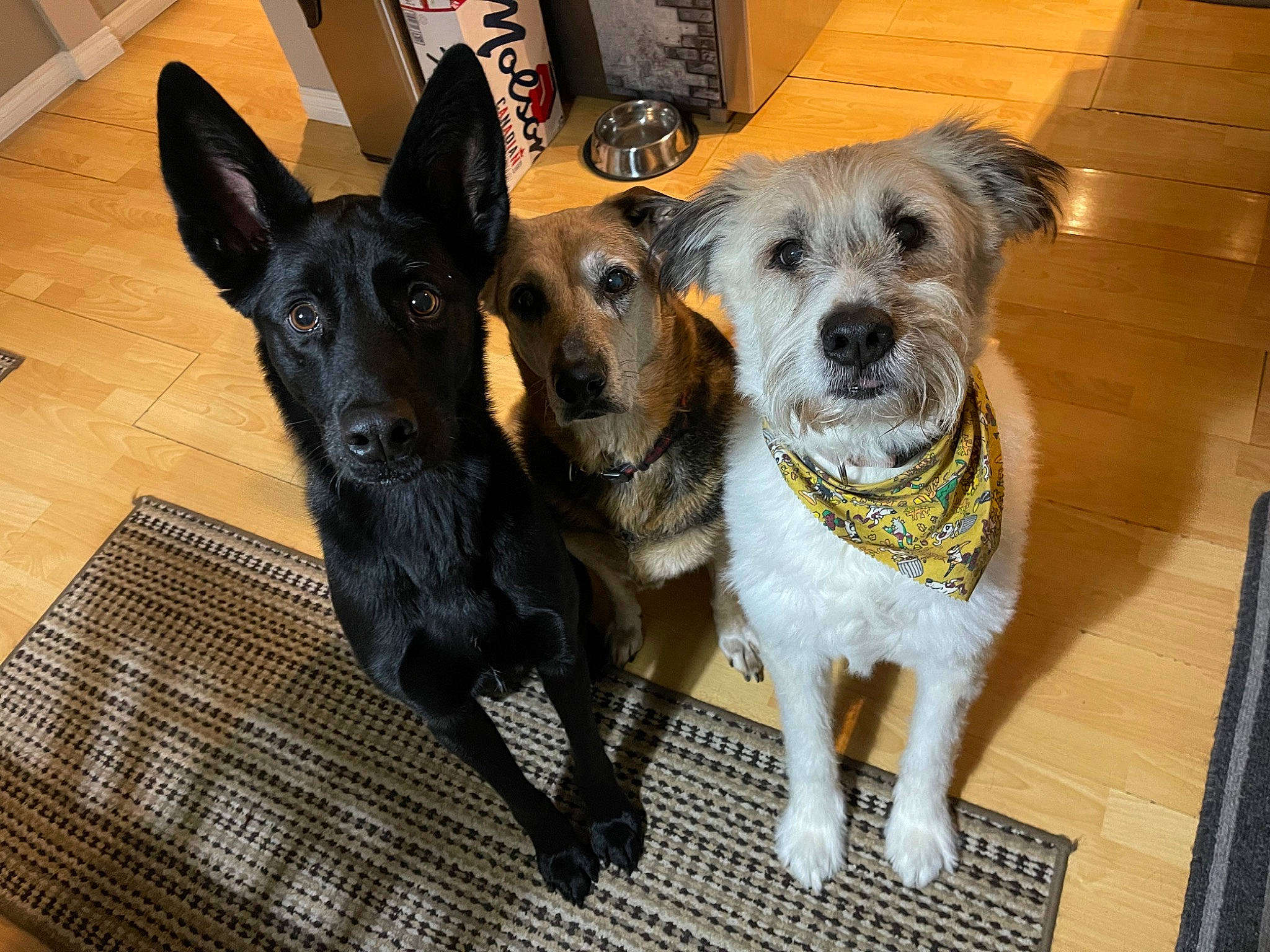 Jaxon joined the competition — help win amazing prizes! canidae, carnivore, collar, companion_dog, dog, dog_breed, dog_collar, dog_supply, fawn, fur, german_shepherd_dog, guard_dog, herding_dog, non_sporting_group, paw, pet_supply, snout, sporting_group, working_animal, working_dog