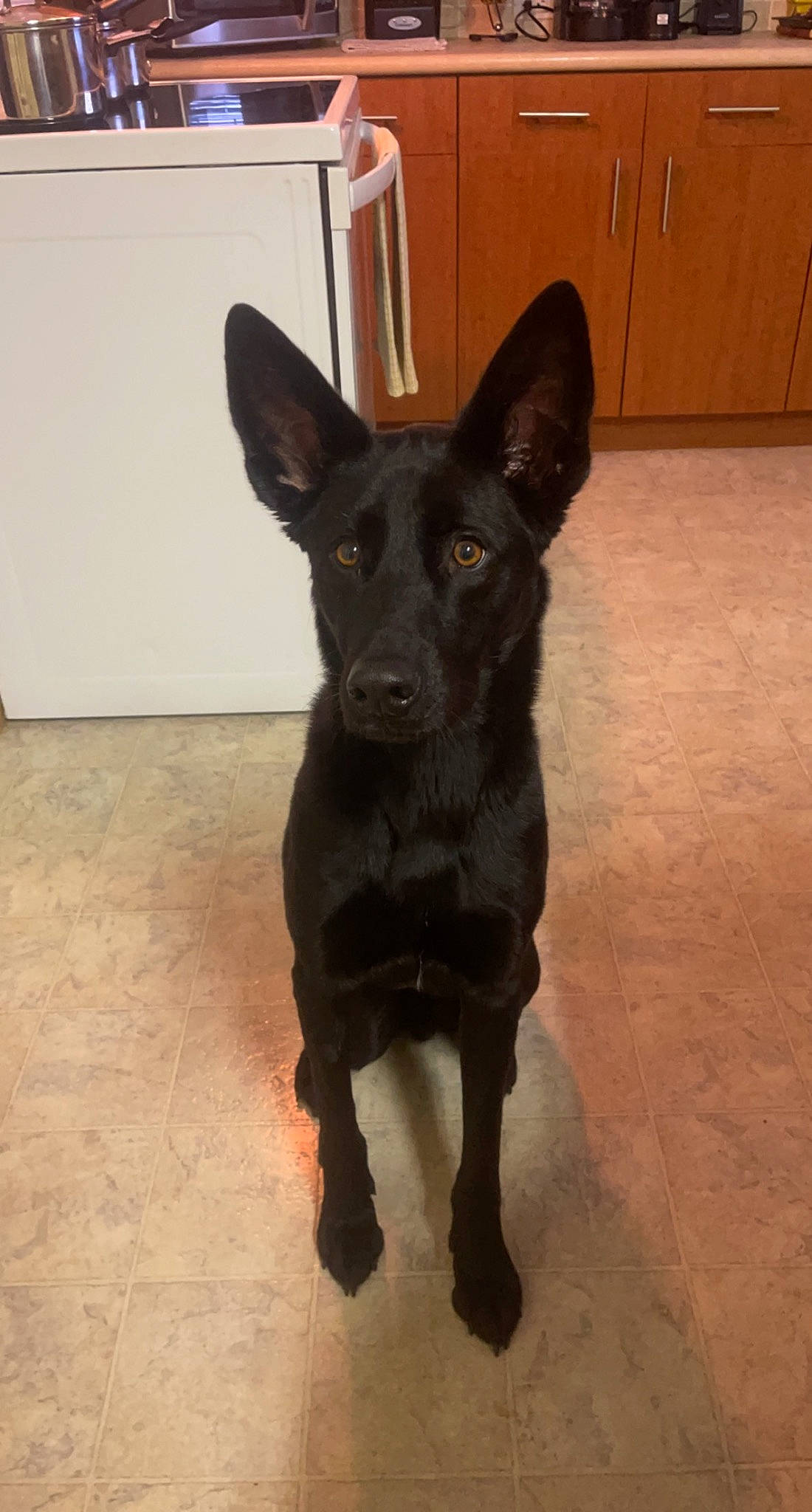 Jaxon joined the competition — help win amazing prizes! borador, canidae, carnivore, companion_dog, dog, dog_breed, fawn, flooring, fur, guard_dog, hardwood, liver, snout, sporting_group, tail, tile_flooring, toy_dog, whiskers, working_animal, working_dog