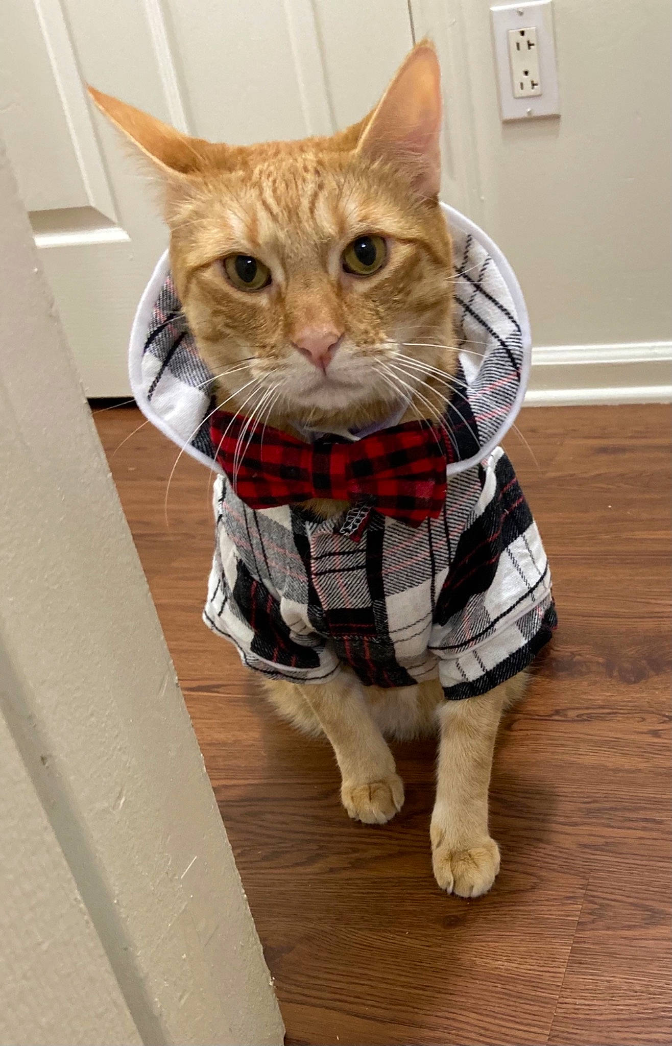 Krispy Kreme is registered to the contest to win money with this photo: basket, carnivore, cat, cat_supply, collar, domestic_short_haired_cat, fawn, felidae, flooring, fur, hardwood, pattern, pet_supply, plaid, small_to_medium_sized_cats, snout, tail, tartan, whiskers, wood