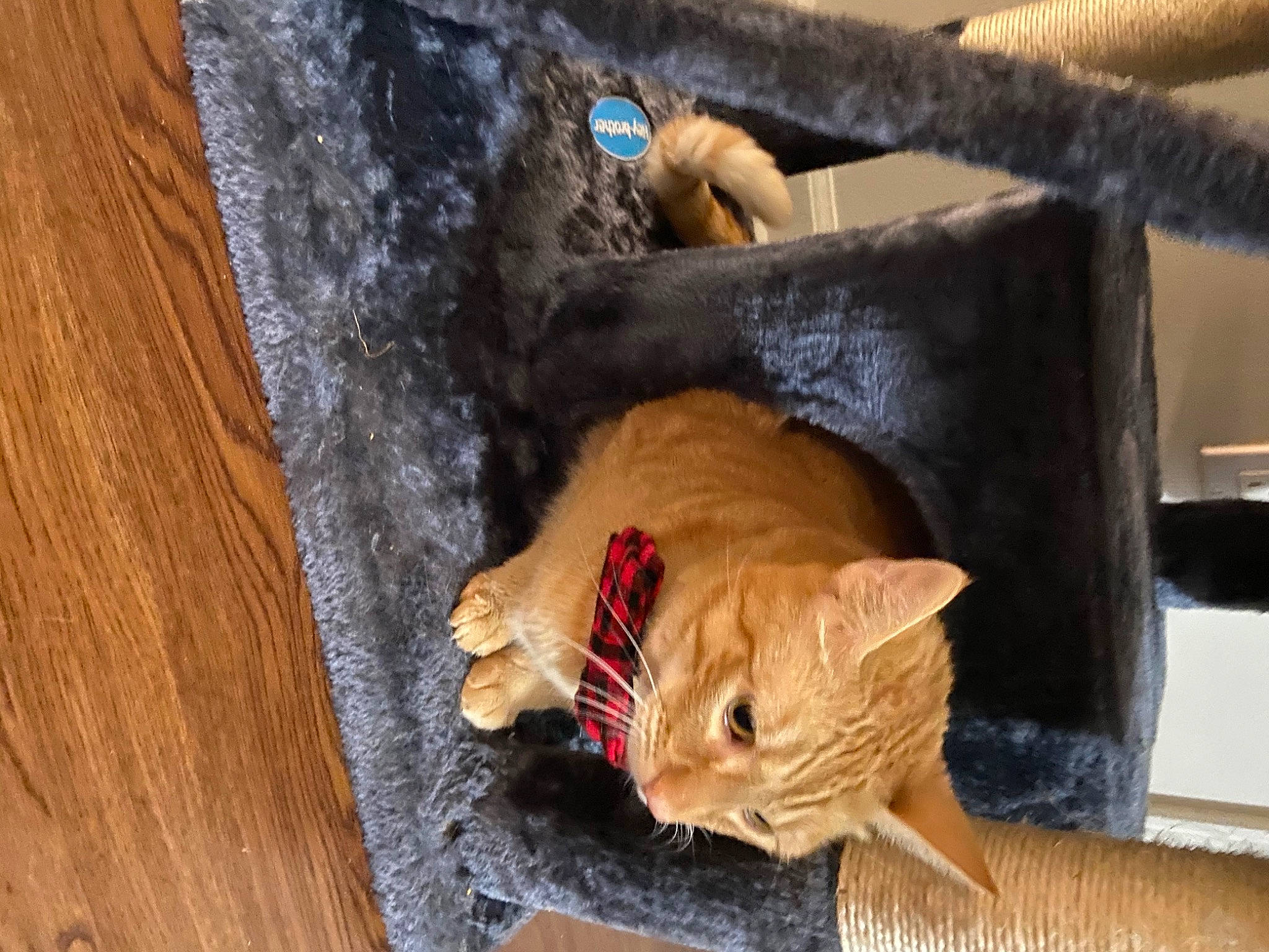 Krispy Kreme is registered to the contest to win money with this photo: carnivore, cat, comfort, domestic_short_haired_cat, fawn, felidae, fur, hardwood, room, small_to_medium_sized_cats, tail, tree, varnish, whiskers, wood, wood_stain