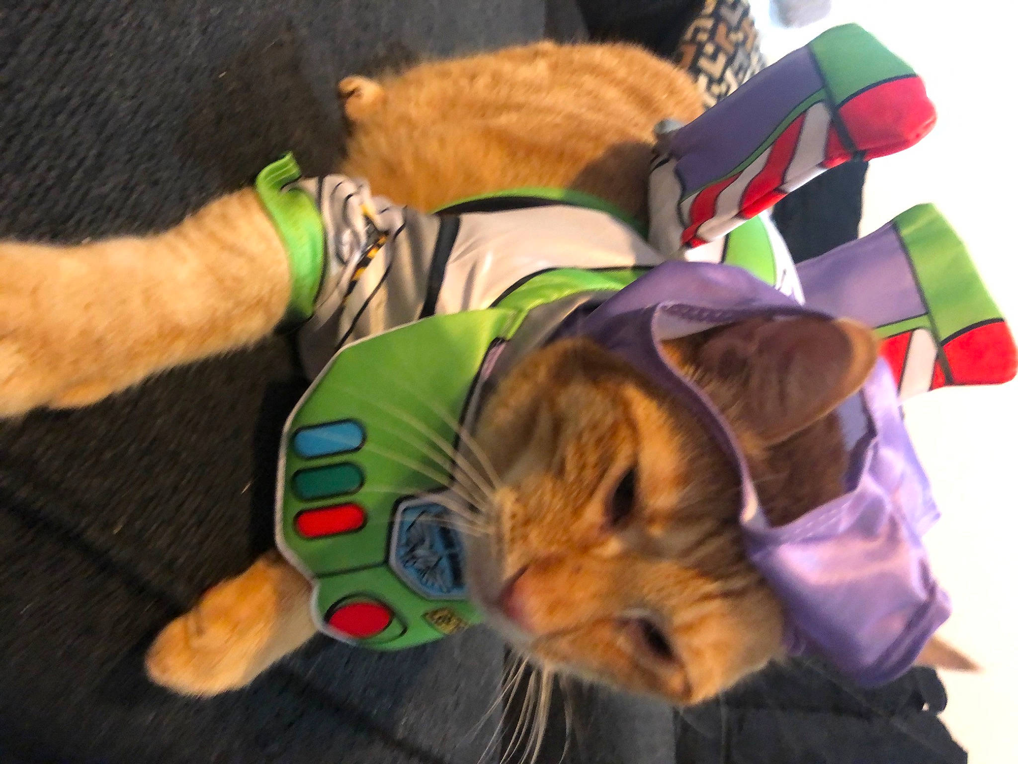 Krispy Kreme is registered to the contest to win money with this photo: canidae, child, companion_dog, costume_hat, dog_breed, dog_clothes, event, fun, fur, personal_protective_equipment, plush, sporting_group, wrist