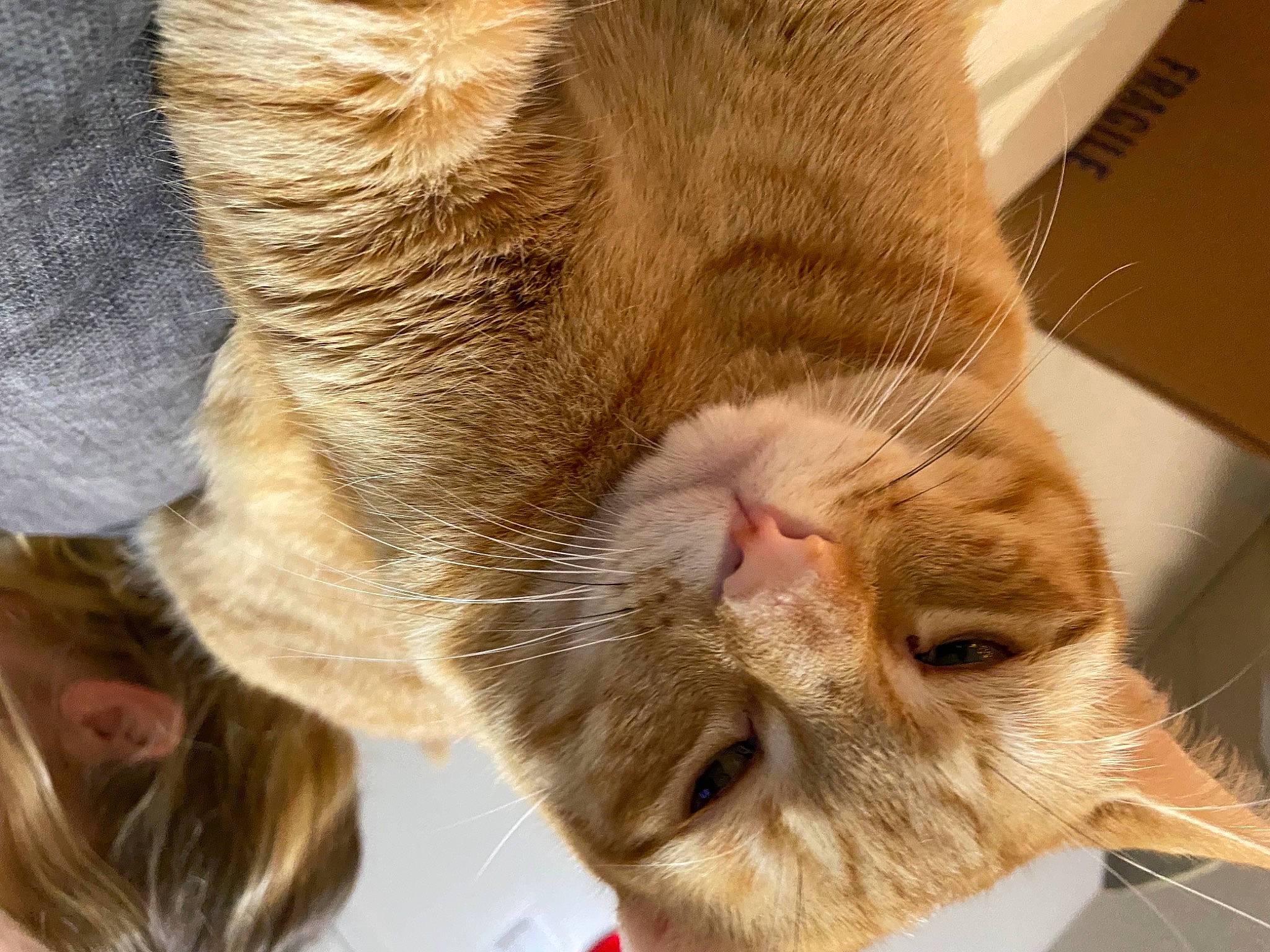 Krispy Kreme joined the competition — help win amazing prizes! carnivore, cat, child, claw, comfort, domestic_short_haired_cat, ear, fawn, felidae, fur, gesture, nail, nap, paw, sleep, small_to_medium_sized_cats, snout, tail, whiskers, wrinkle