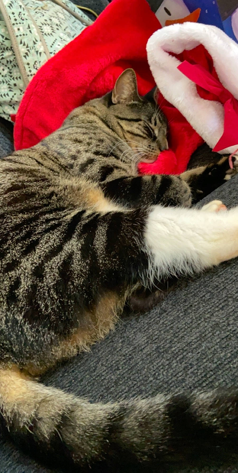 Kuzco joined the competition — help win amazing prizes! carmine, carnivore, cat, claw, comfort, domestic_short_haired_cat, felidae, fur, grey, nap, paw, sitting, small_to_medium_sized_cats, tail, terrestrial_animal, whiskers