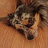 dog, pet, lying_down, wood_floor, close_up, indoor, brown, black, white, speckled, ears, fur, animal, resting, calm, portrait, flooring, canine, domestic_animal, cute