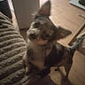 Aïko a rejoint le concours — aidez-le/la à gagner de superbes lots ! dog, small_dog, indoor, wooden_floor, blanket, ear, pet, animal, curious, looking_up, furniture, home, domestic, canine, floor, brown, black, white, blur, low_light