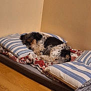 Molly participe au concours pour gagner de l'argent avec cette photo : dog, sleeping, bed, pillow, blanket, striped, cozy, indoor, floor, wooden_floor, curled_up, resting, pet, fur, small_dog, quiet, peaceful, corner, home, relaxation