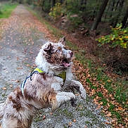 Paillette a rejoint le concours — aidez-le/la à gagner de superbes lots ! dog, animal, outdoor, forest, path, leaves, jumping, happy, fur, blue_eyes, nature, excited, pet, canine, autumn, motion, playful, hiking, walking, adventure